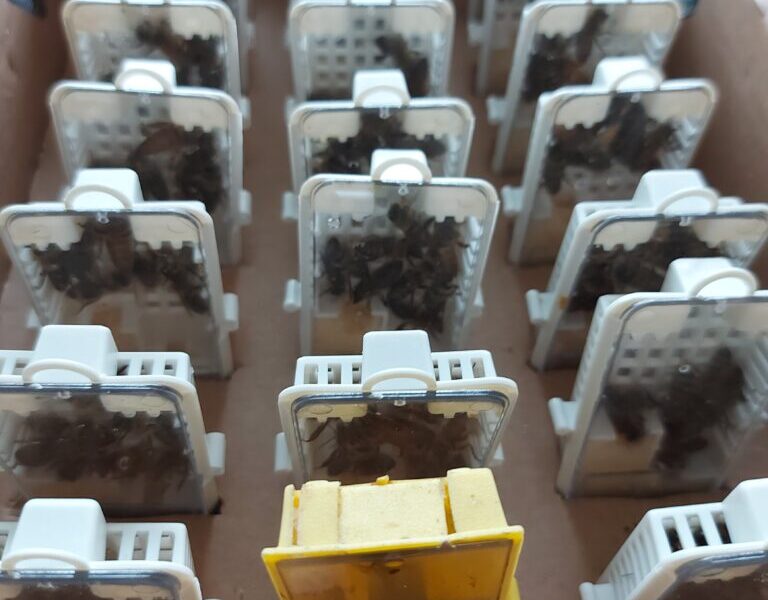 Venta de Reinas de Abejas y Equipamiento Apícola Profesional – Der Bienenstock Imkerei