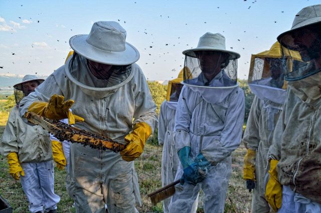 Miel de Melque — Enjambres y Material Vivo de Alta Calidad