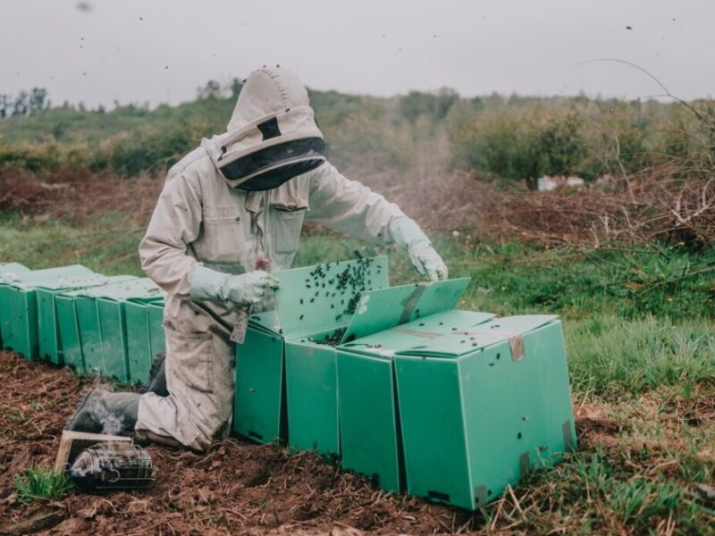 Abeja Negra – Producción y venta de enjambres, reinas y jalea real