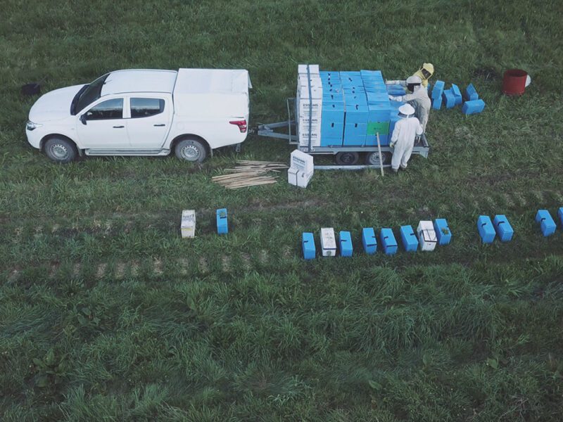 Abeja Negra – Producción y venta de enjambres, reinas y jalea real