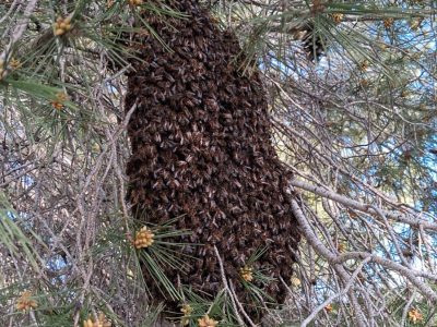 Apicultura ecológica El Puerto del Contador: retirada de enjambres en Almería, Murcia, Granada y Málaga