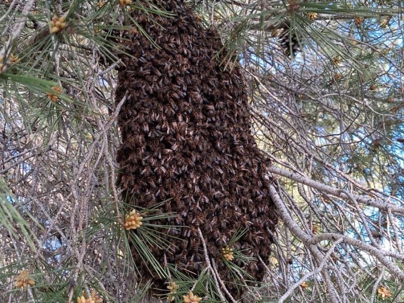 Apicultura ecológica El Puerto del Contador: retirada de enjambres en Almería, Murcia, Granada y Málaga