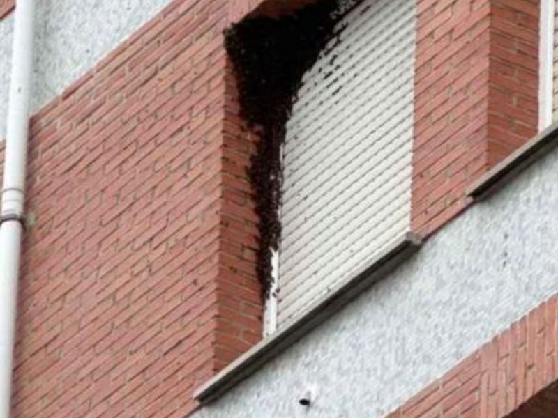 Retirada de enjambres en Alava y Bizkaia