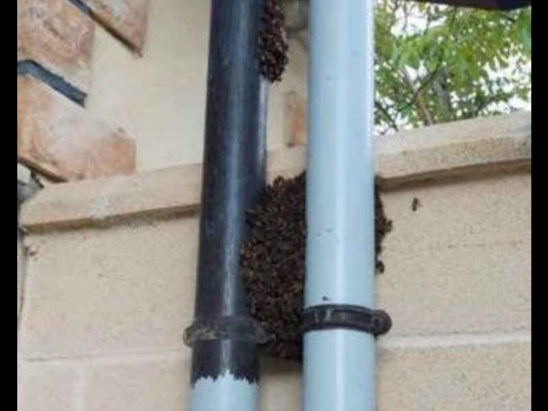 Retirada de enjambres en Alava y Bizkaia
